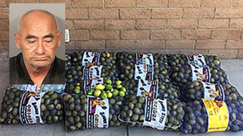 California man busted with 800 pounds of stolen lemons