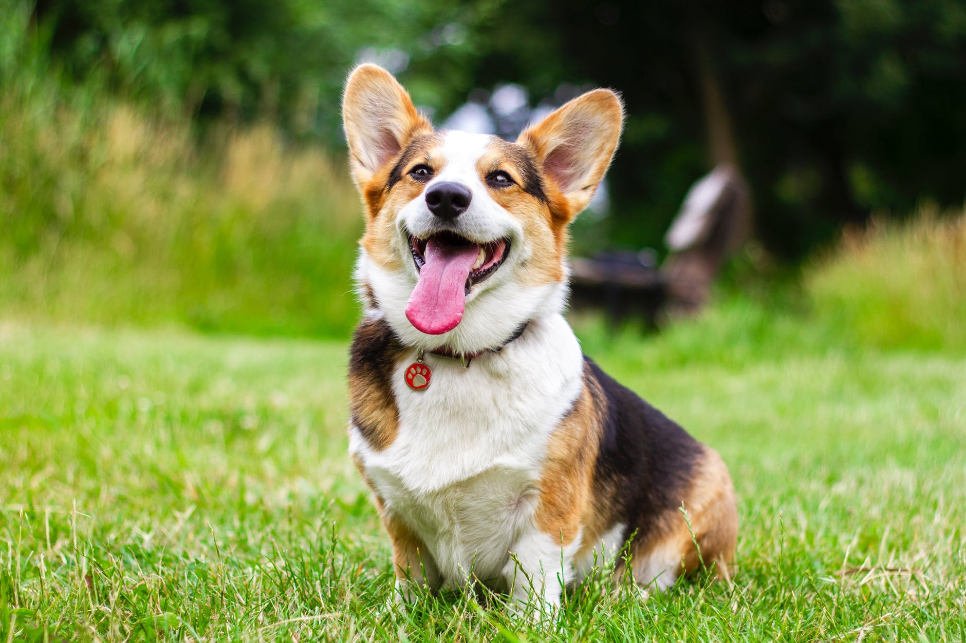 Ultimate Guide to Owning a Corgi - Expect Nothing