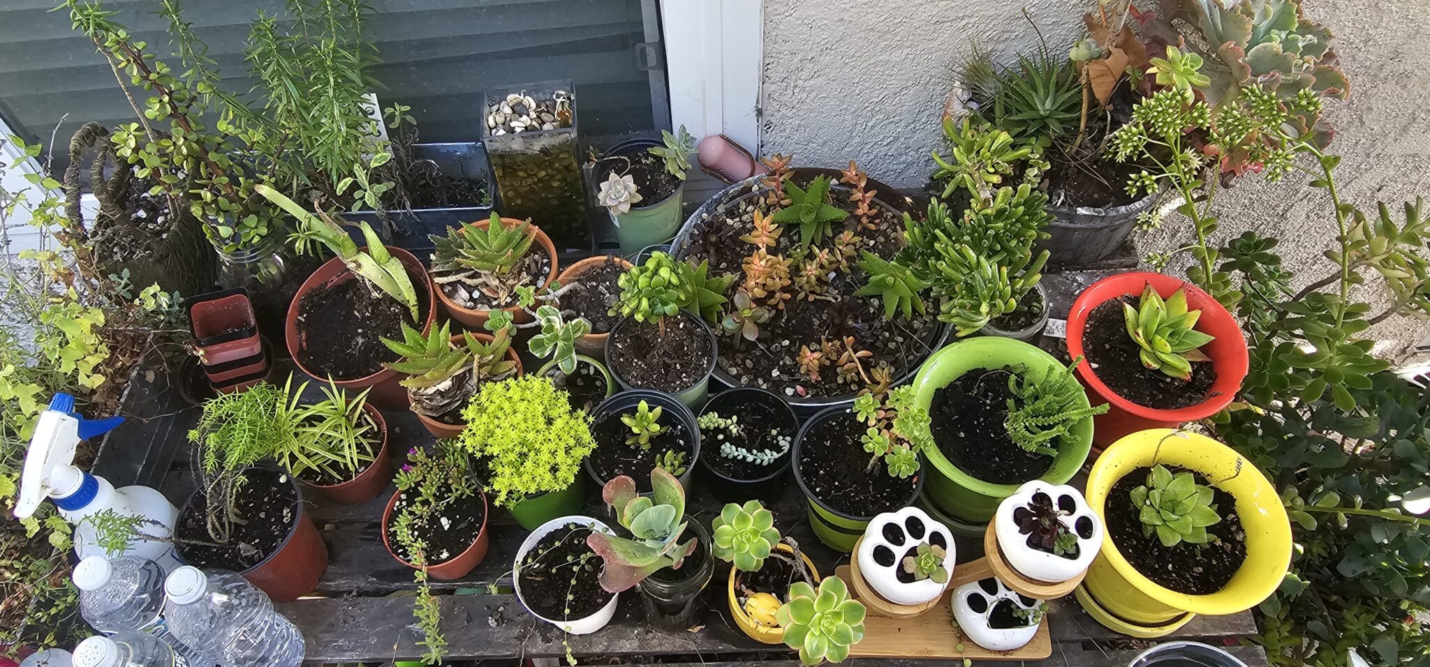 Succulent